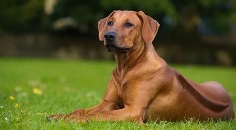 All Photos for Dumbo's Doggy Doors in City of Sammamish, WA