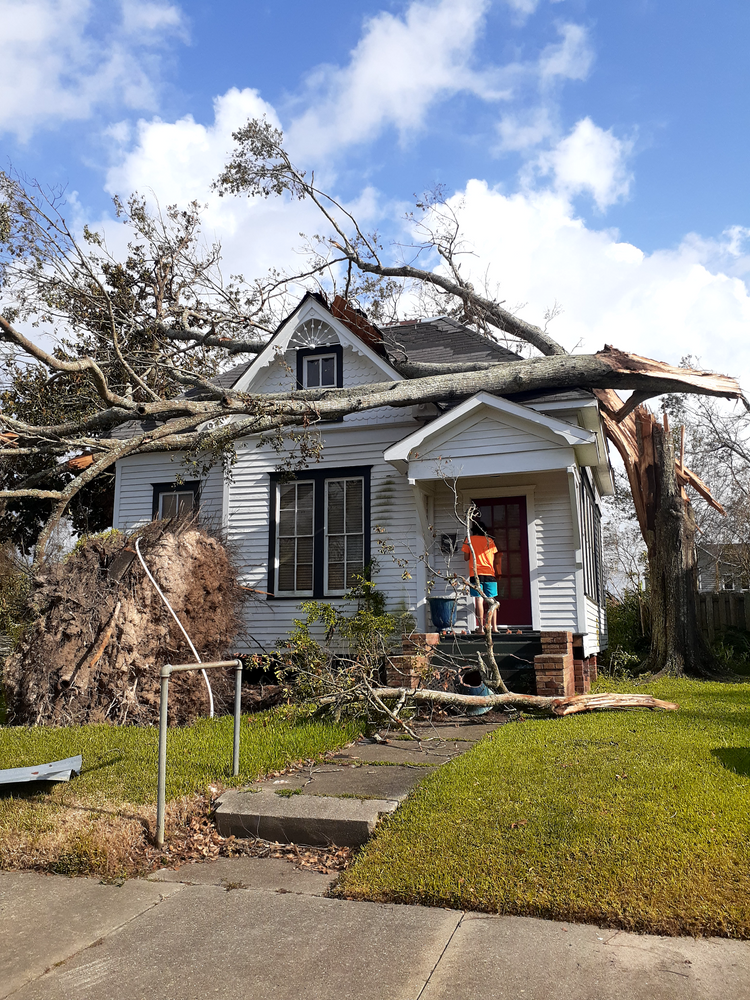 All Photos for Professional Tree Service USA in Chattanooga, TN