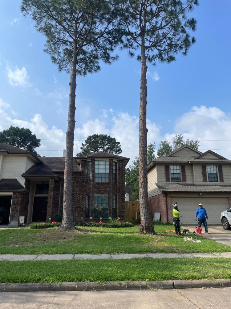All Photos for Exclusive Demolition & Tree Service in Houston, TX