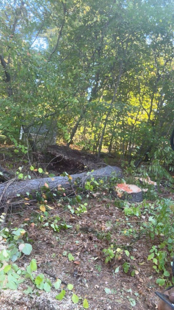 All Photos for Dwights Tree Service LLC in Middleborough, MA