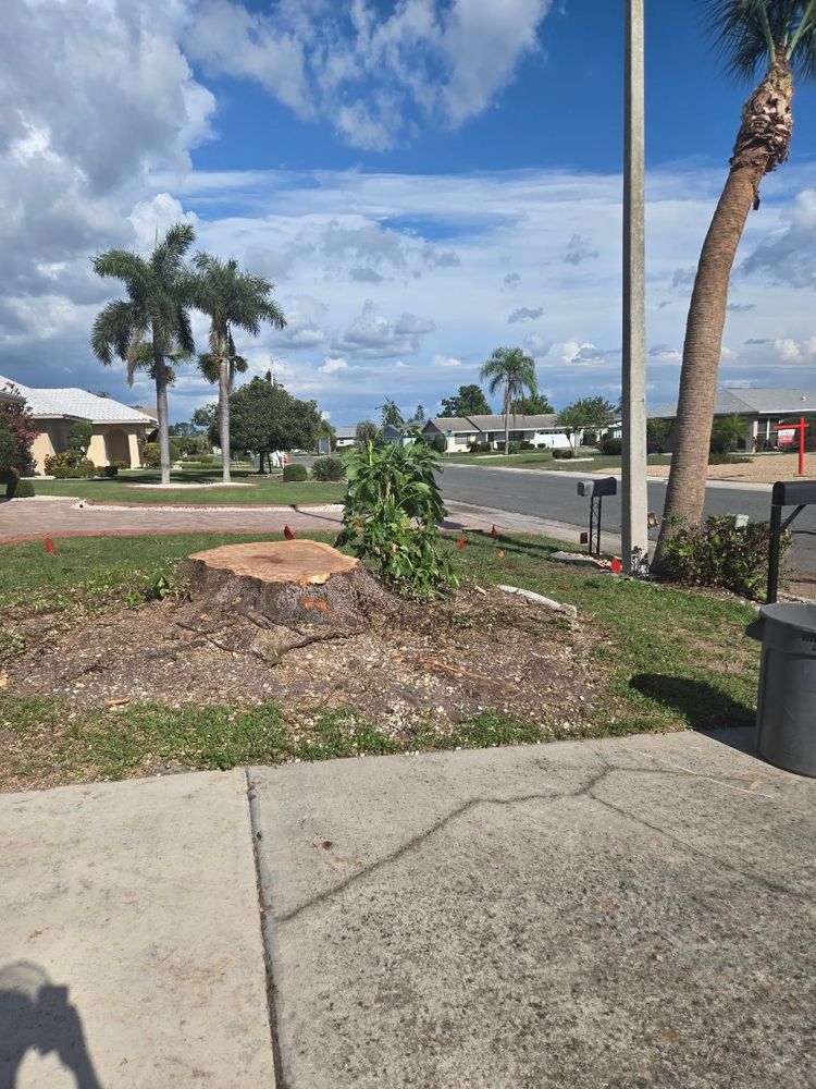 All Photos for TREE BOYS in Ruskin, FL