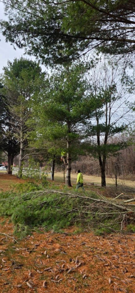 All Photos for Hamlett Tree Service LLC in Clover, VA