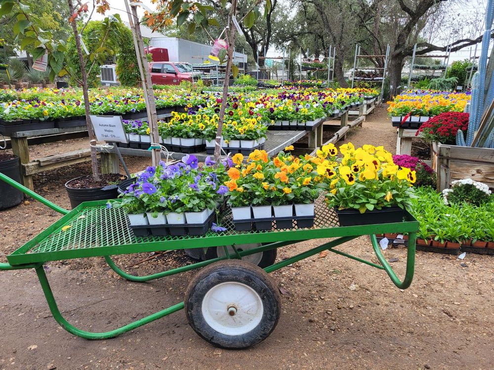 Transform your outdoor space with our expert Landscape Design & Installation services, creating stunning, functional gardens that enhance curb appeal and value. Our team brings your vision to life seamlessly. for Austin's Lawn Enforcement in Austin, TX