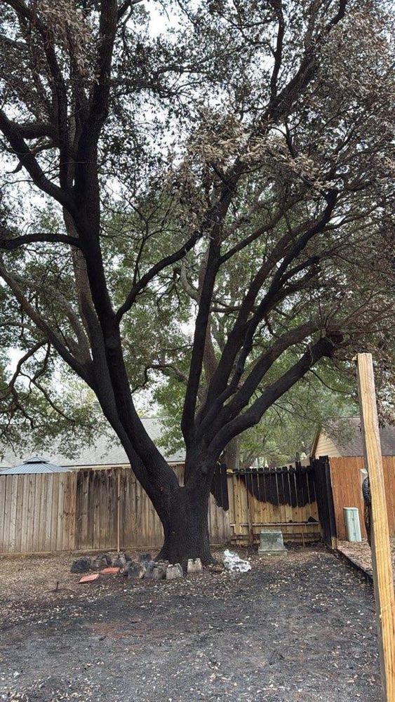 All Photos for Servin's Tree Care  in Houston, TX