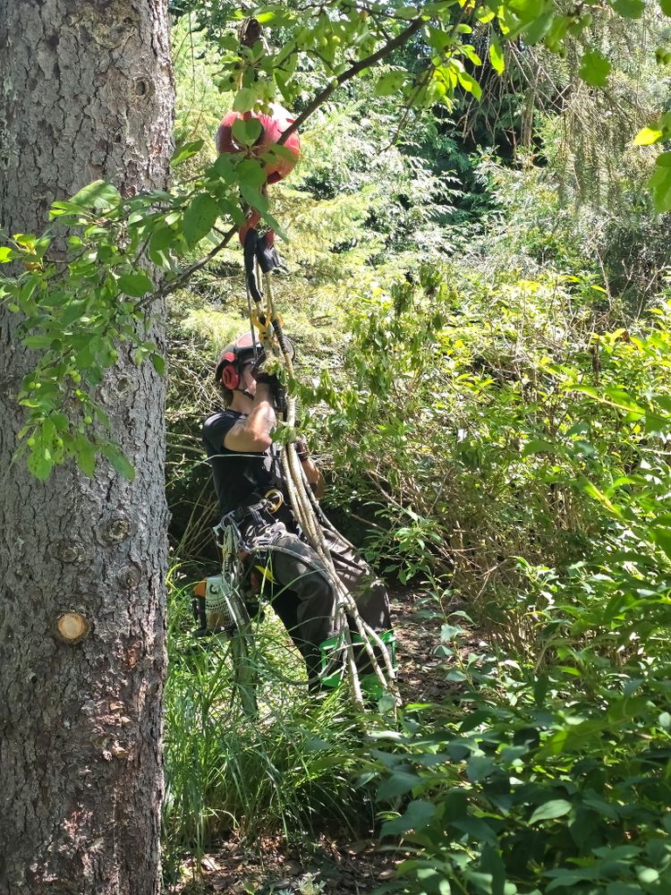 All Photos for Down To Earth Tree Service, LLC in Westlake, OH