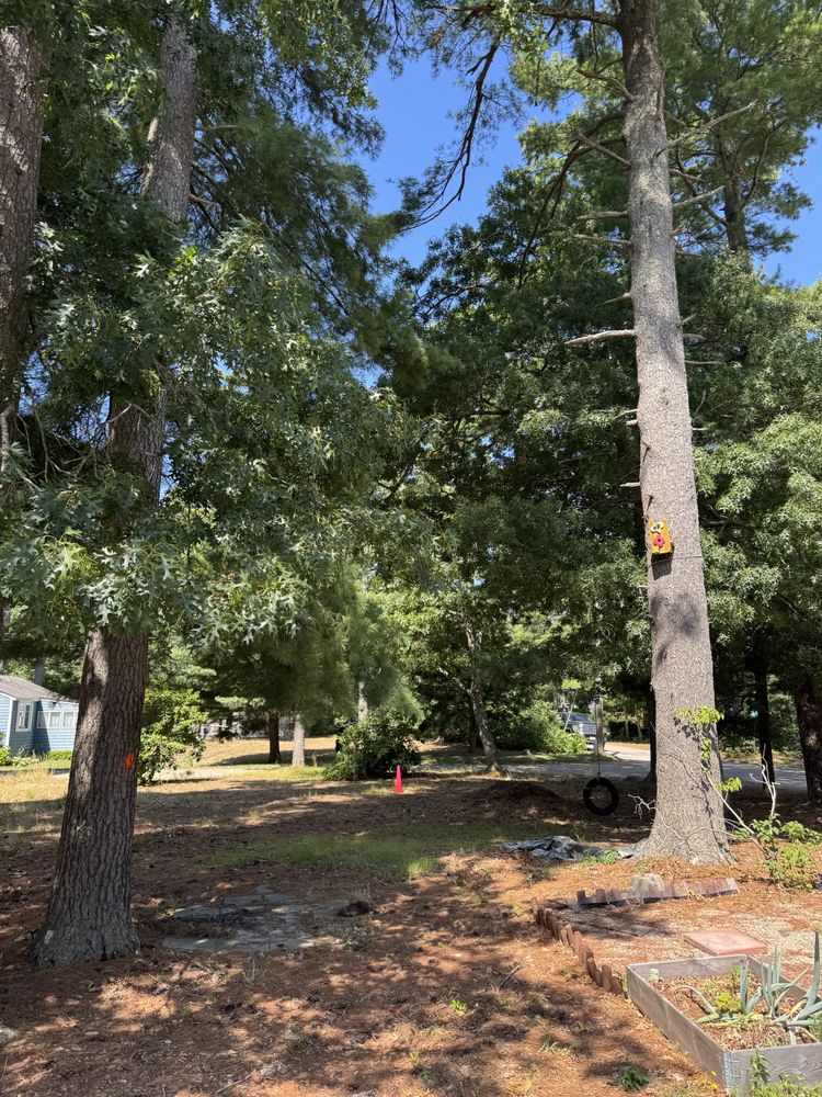 All Photos for Robery's Tree Service in West Wareham, MA