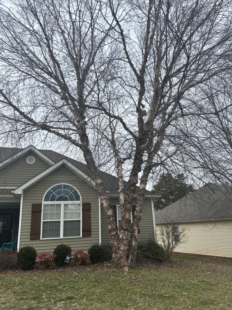 All Photos for Optimum Tree Service And Landscaping in Bowling Green, KY
