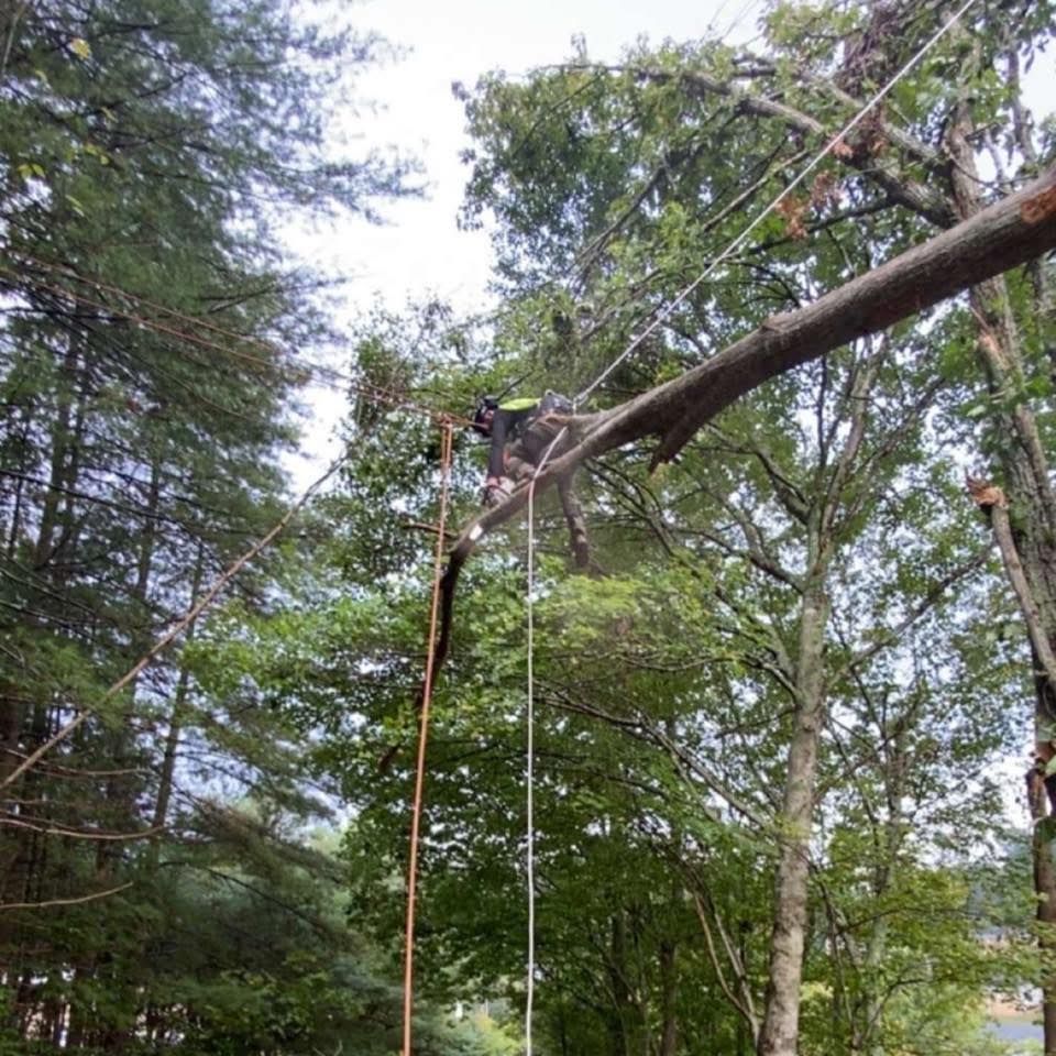 Tree Services for Precision Cutz Tree Services, LLC in Coeburn, VA