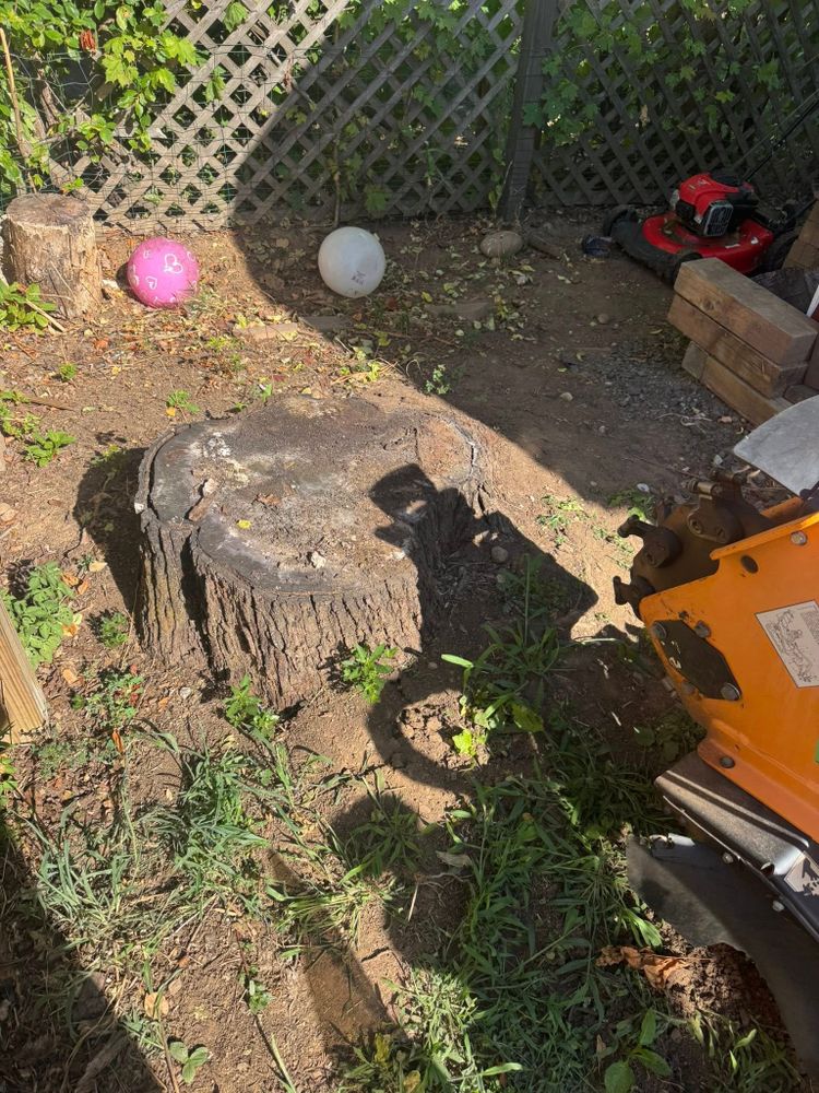 Stump Removal for Jills Stump Grinding and Firewood in Shelton, CT