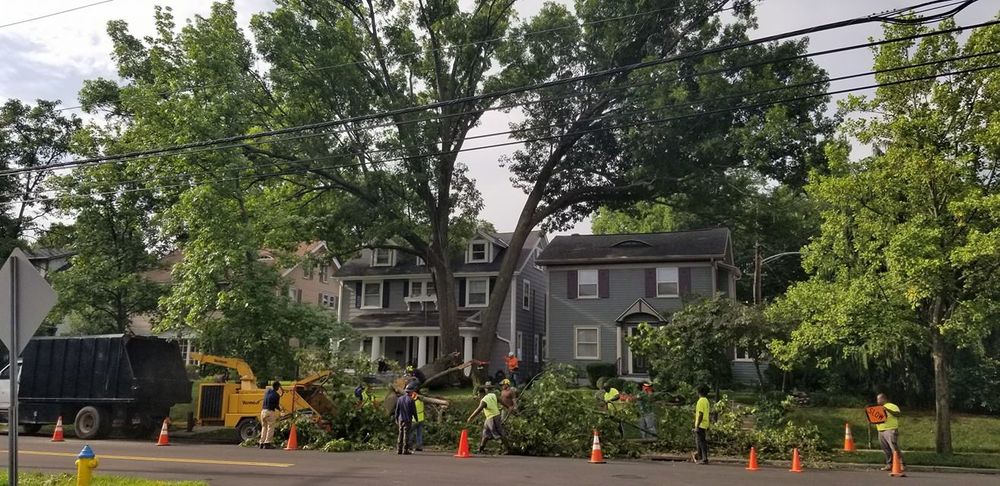 Tree Trimming and Removal for F & F Tree Service in Beavercreek, OH