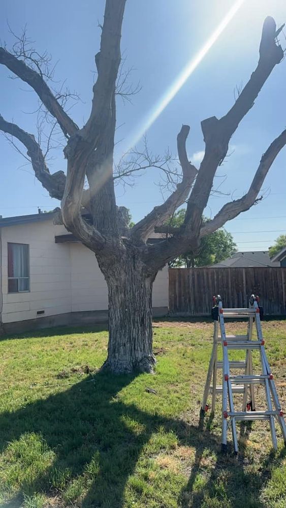 Tree Removal for Compas Cleanup in McCamey, TX