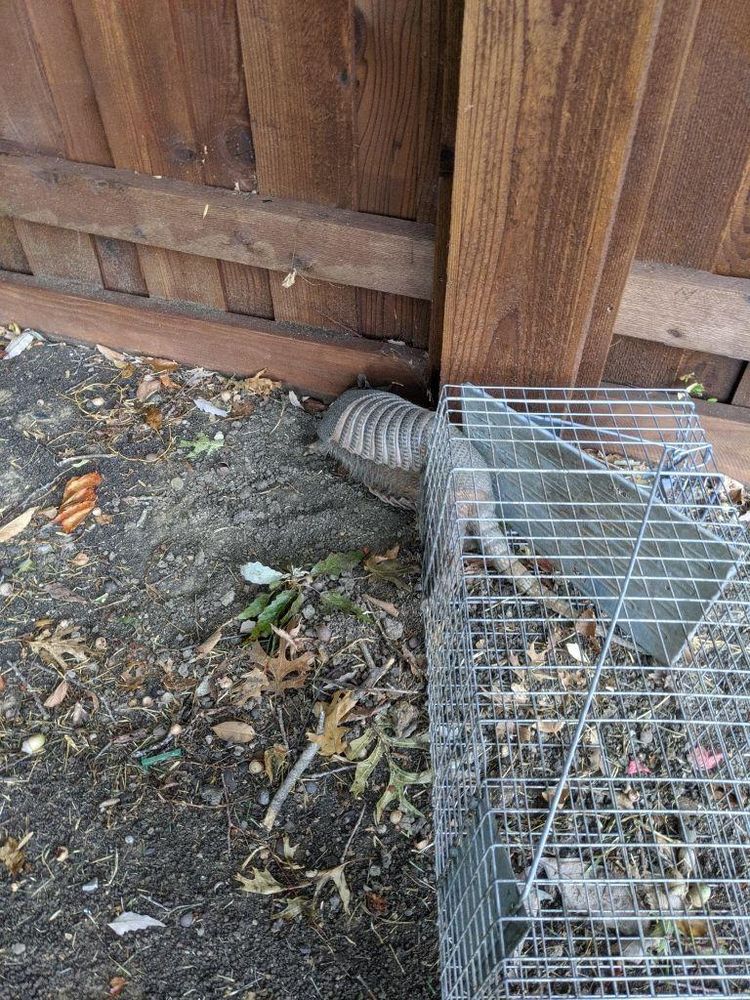 All Photos for Topper's Wildlife Removal in Garland, TX