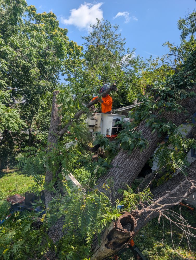 All Photos for Mitchell Tree Company in Lathrop, MO