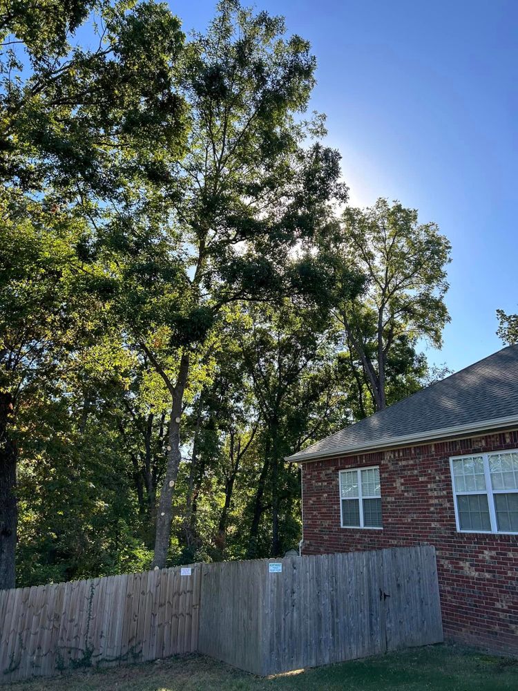 All Photos for Dale's Tree Service in Springdale, AR