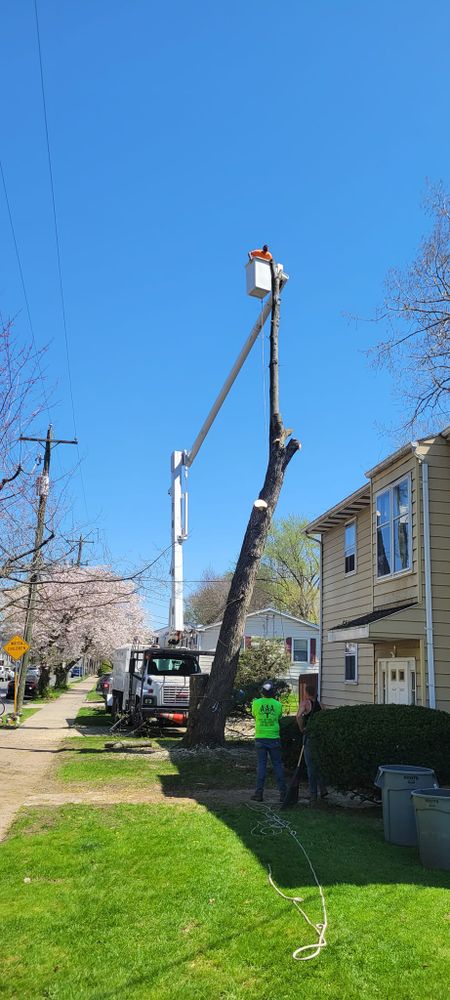 Our tree trimming service removes overgrowth, improves structure, boosts curb appeal, and promotes healthier trees. We trim carefully for safety, beauty, and long-term growth while protecting your property. for AAA Tree Cutting in Shavertown, PA
