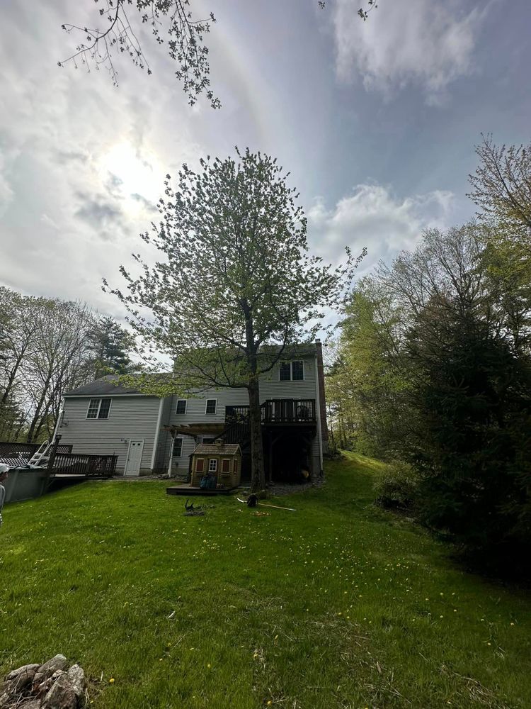 Tree Removal for Leaf and Limb in Townsend, MA