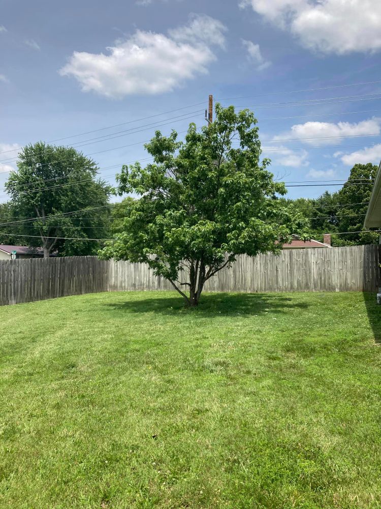 Tree Removal for Logan Tree Care LLC in Springfield, MO