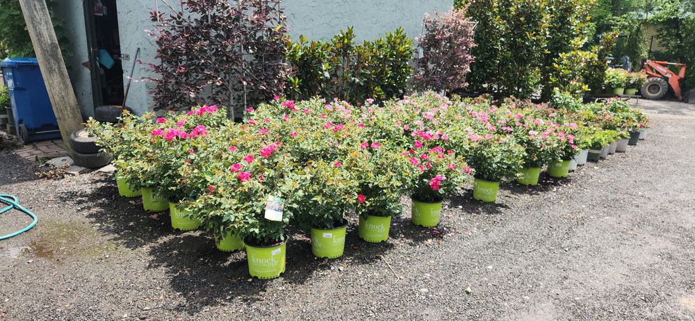 All Photos for Green Lawn Care in Ambler, PA