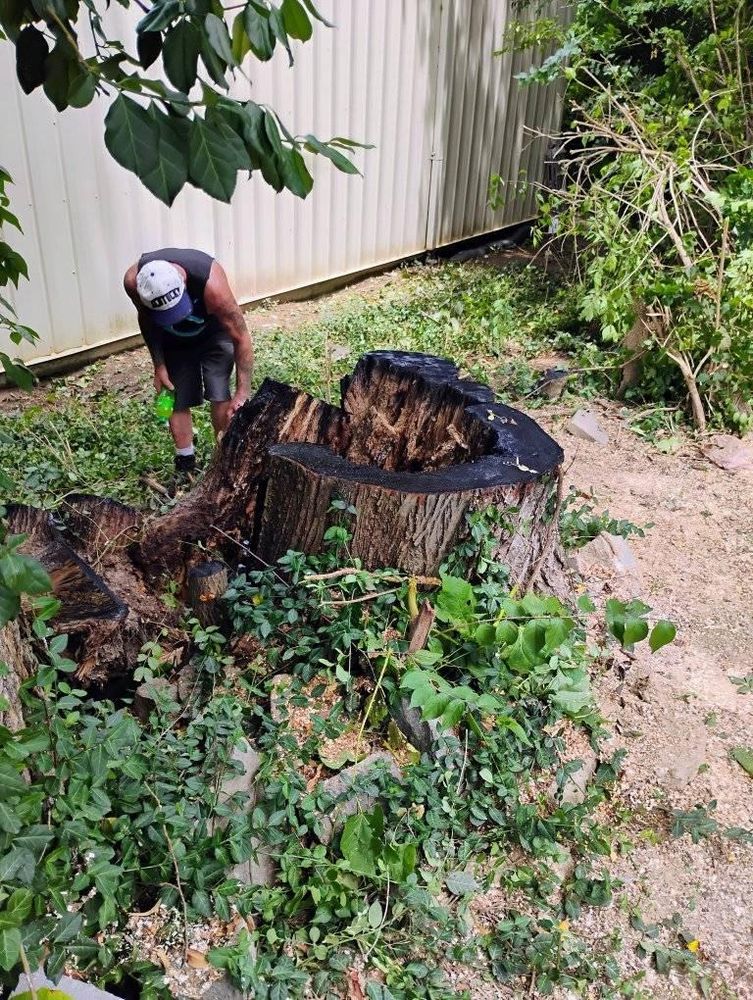 All Photos for Kingdom Tree Trimming and Removal LLC in Covington, KY