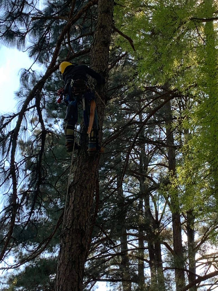 Tree Removal for Preserve A Tree LLC in  Mount Pleasant, North Carolina