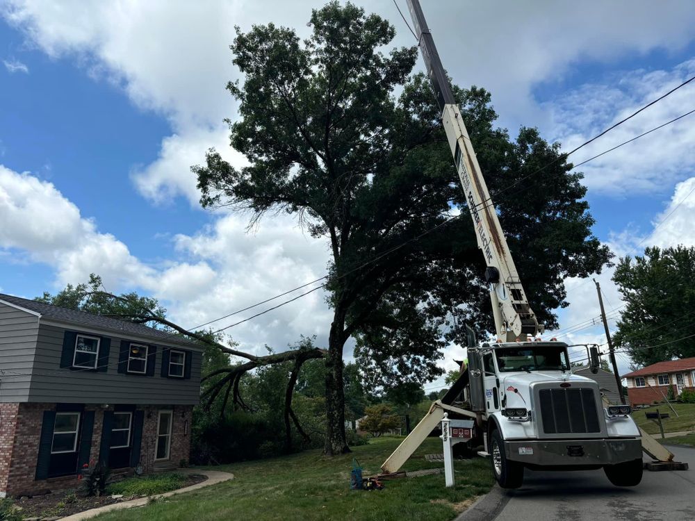 Shrub Trimming for JJ Tree Service in Gibsonia, PA