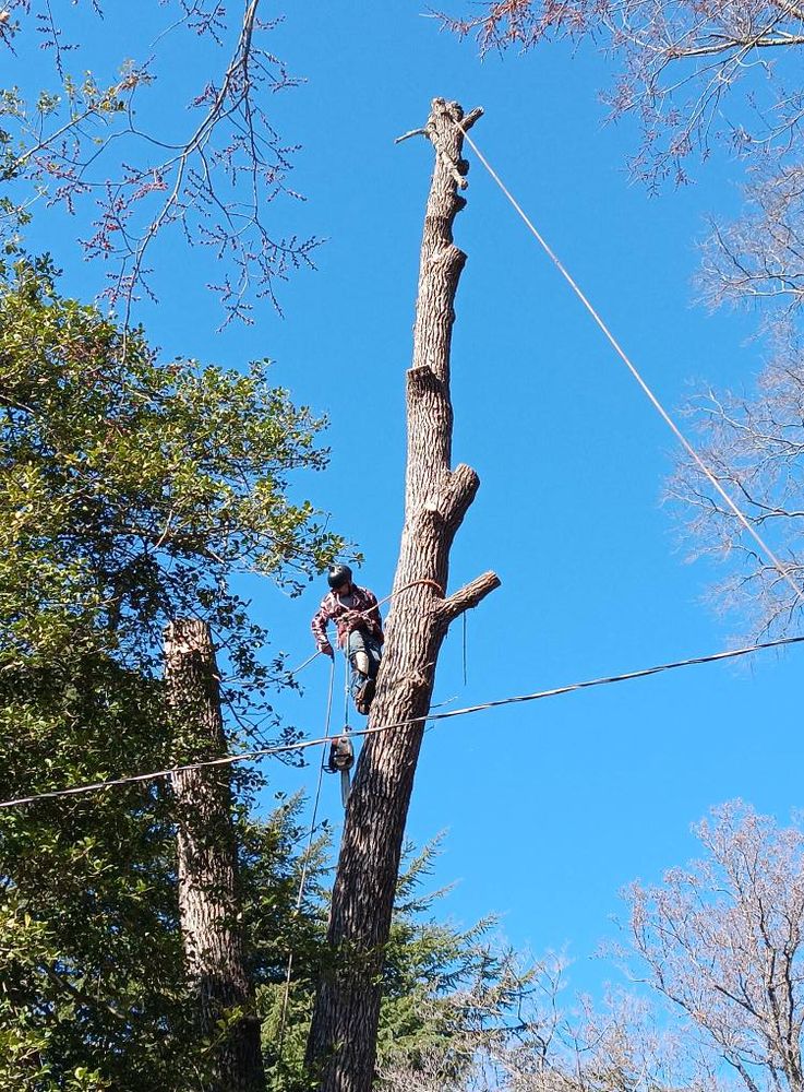 All Photos for The Webster Tree Service in Danville, VA