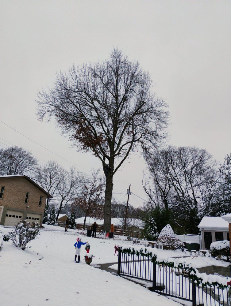 All Photos for Kingdom Tree Trimming and Removal LLC in Covington, KY