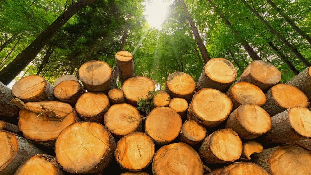 Tree Services for Fairbairn Tree trimming in Willmar, MN