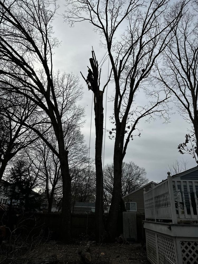 All Photos for Silver City Tree and Landscape in Taunton, MA