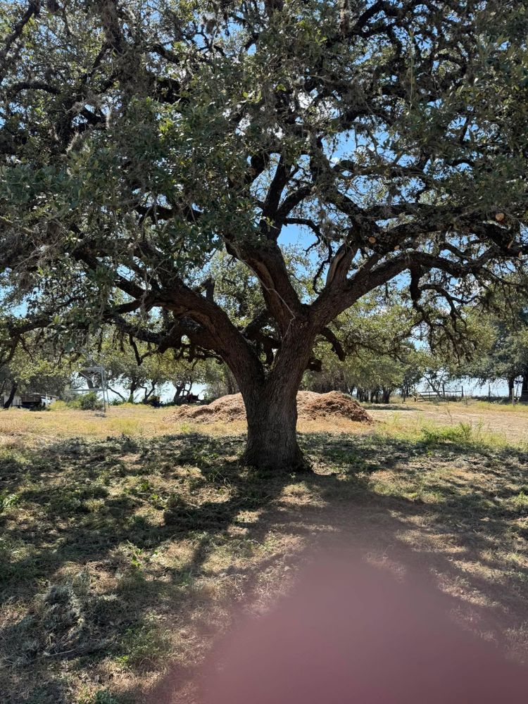 All Photos for Z’s Trees LLC in Grey Forest, TX