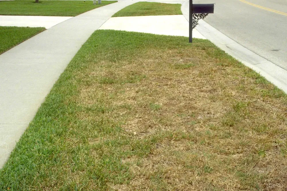 All Photos for Kathleen's Lawn & Shrub Care in Augusta, GA