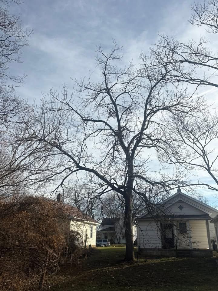 All Photos for Dig-It Tree Company in Mason, OH