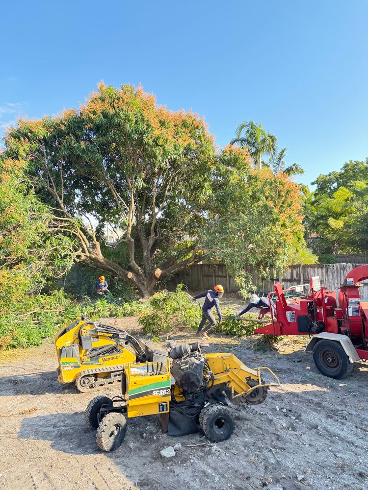 All Photos for Sam's Tree Service in Miami Beach,  FL