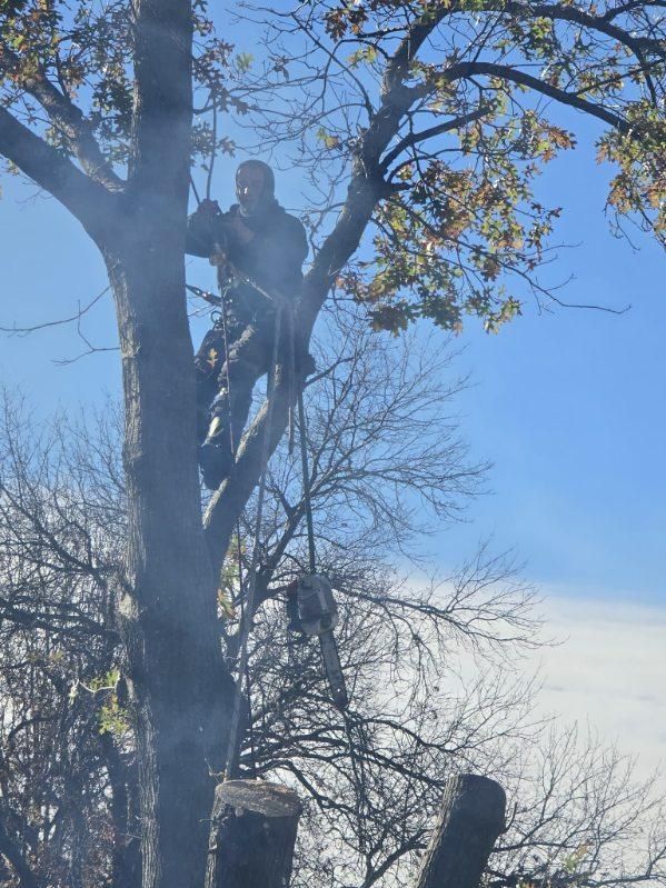 All Photos for Oklahoma Tree Guy in Bartlesville, OK