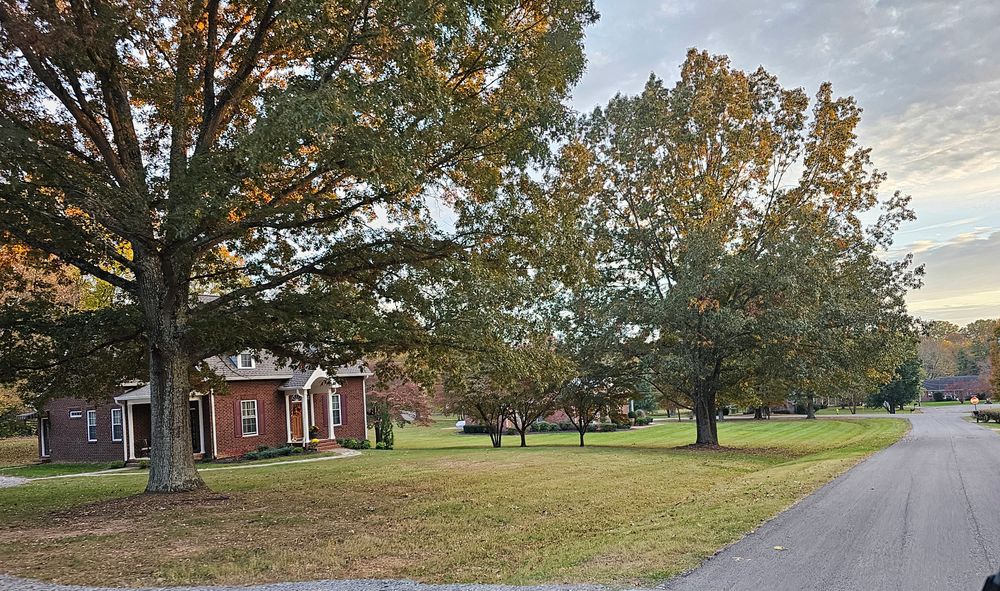 Tree Trims for Affordable Tree Service TN in White House, TN