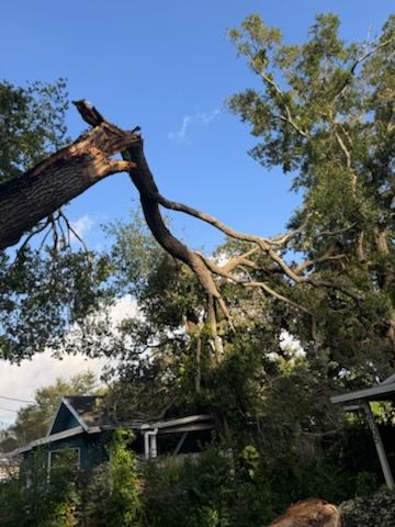 All Photos for Elevation Tree Service in Holiday, FL