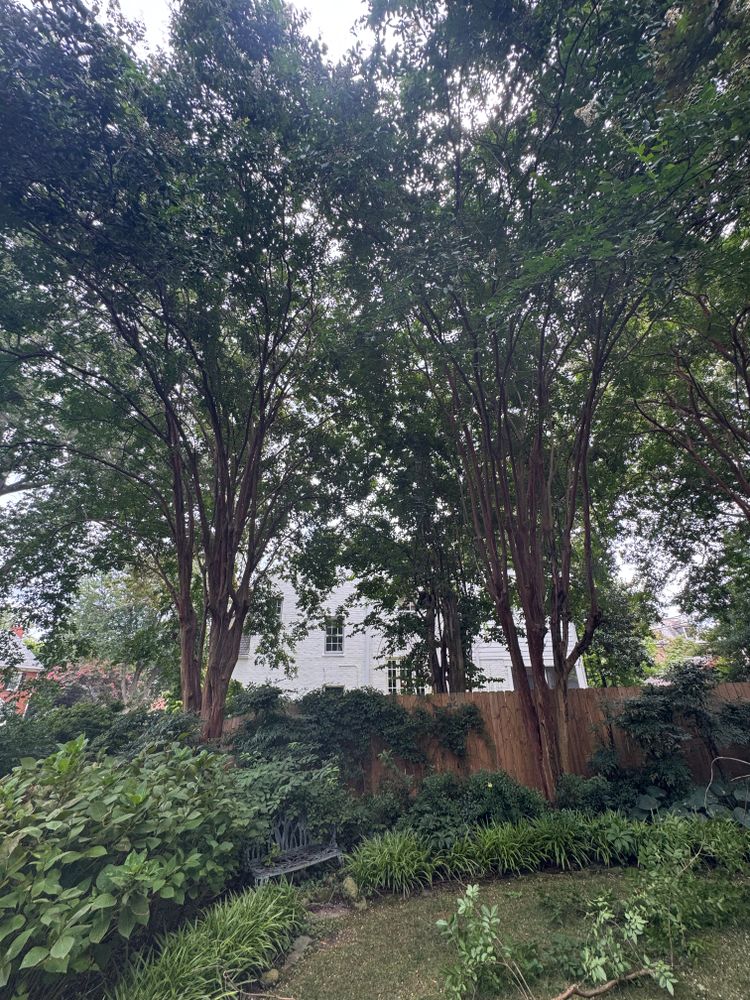 All Photos for Rawls Tree Care in Richmond, VA