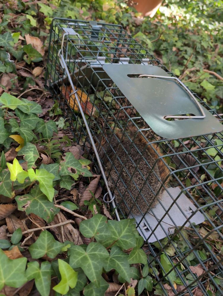 All Photos for Topper's Wildlife Removal in Garland, TX