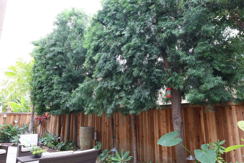 Privacy maintenance is tending to your green wall—keeping it vibrant and in shape. for ARKADIA in Orange County, CA