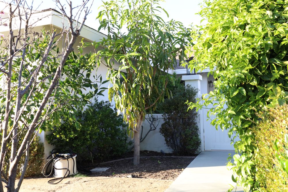 Fruit Tree Care for ARKADIA in Orange County, CA