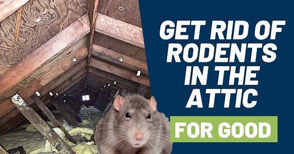 All Photos for All Starr Dead Animal and Deer Removal in Manchester Township, NJ