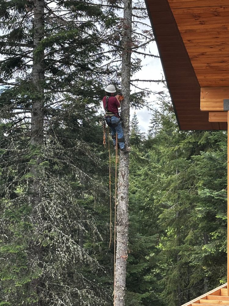 Tree Removal for Kimberley’s Trees in Saint Maries, ID
