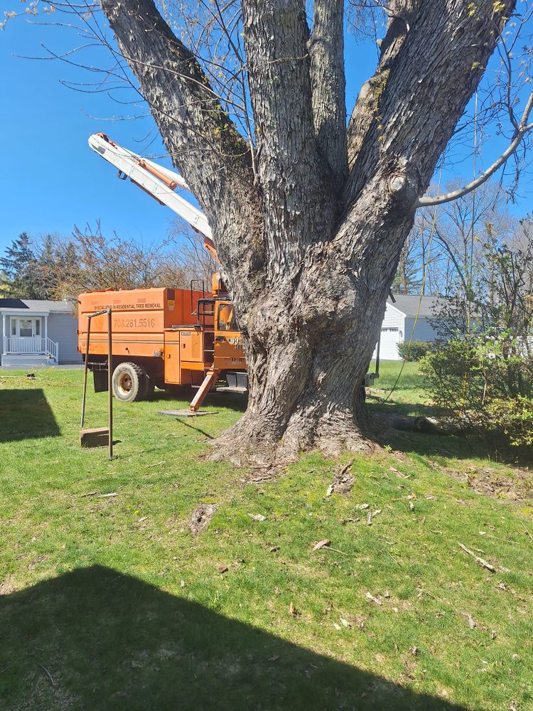 Tree Removal for Mitchell's Tree Service in North Brookfield, MA