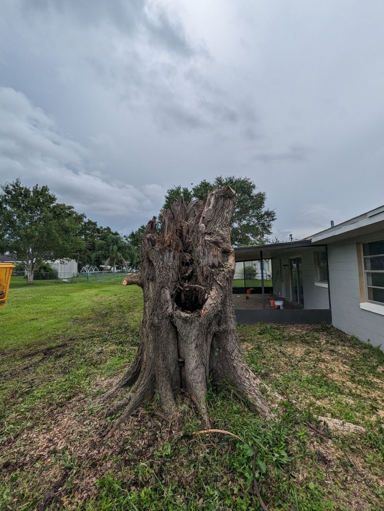All Photos for Regal Tree Service and Stump Grinding in Wauchula, FL