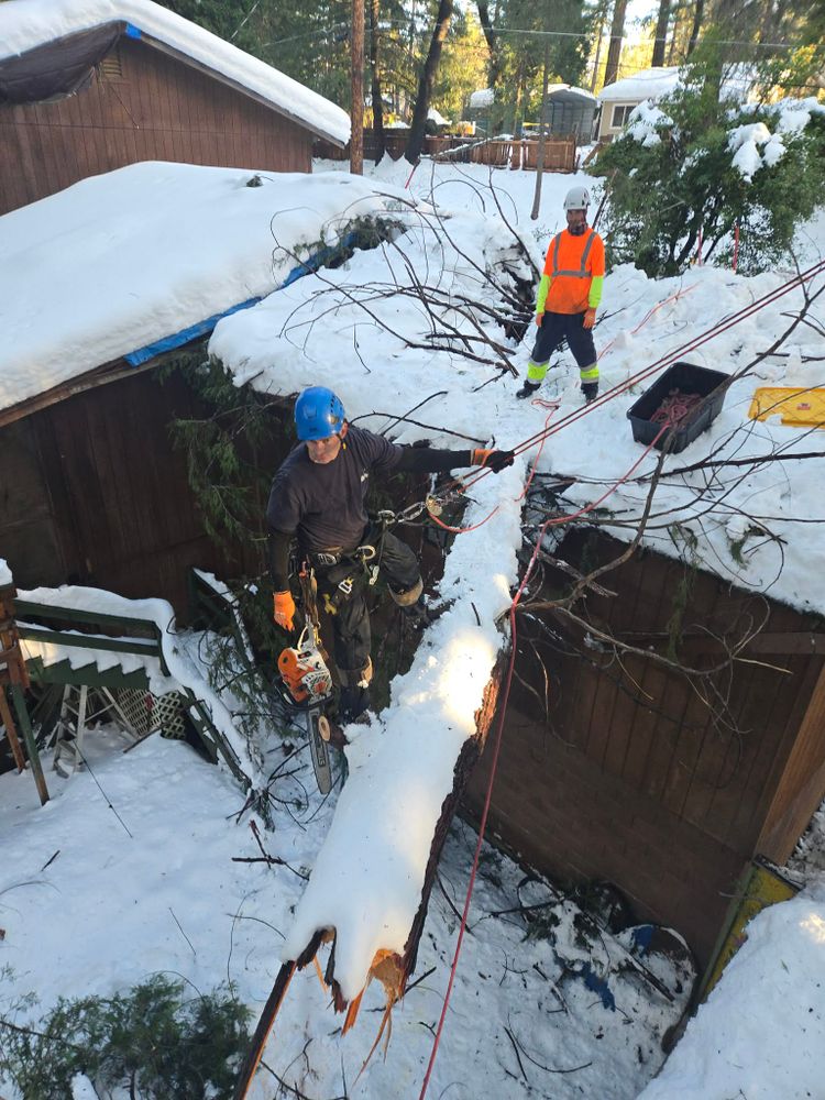 All Photos for George Staddan's Professional Tree Care in Placerville, CA