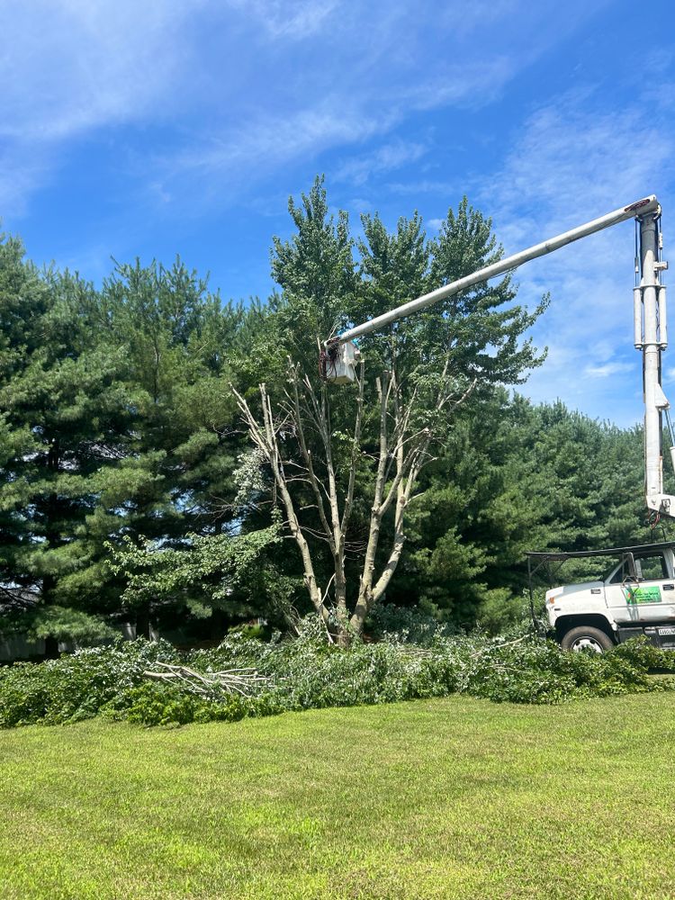 All Photos for Optimum Tree Service And Landscaping in Bowling Green, KY