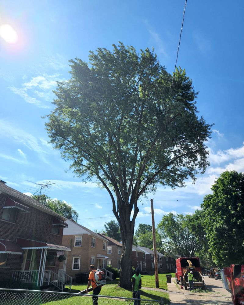 Tree Trimming and Removal for F & F Tree Service in Beavercreek, OH