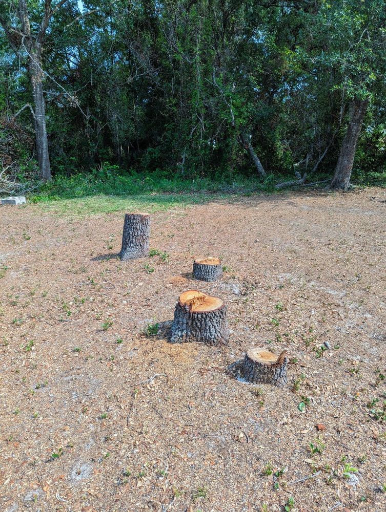 All Photos for Regal Tree Service and Stump Grinding in Wauchula, FL