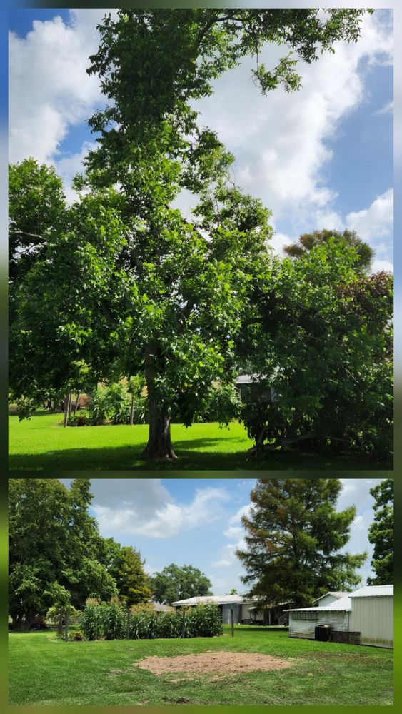 All Photos for Ken's Elite Cutters LLC  in Breaux Bridge, LA