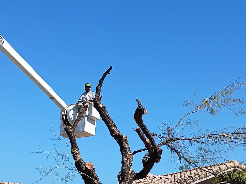 Our Tree Trimming service enhances your home's safety and curb appeal by expertly shaping and maintaining trees, promoting healthy growth while protecting against potential hazards from overgrown branches. for T's Tree Service and Firewood in Apache Junction, AZ